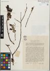 Foto von Salix glandulosa Seemen
